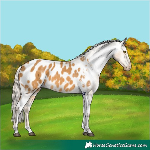 Horse Color:Palomino Tobiano Appaloosa 