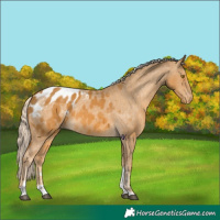 Horse Color:Palomino Tobiano Appaloosa 