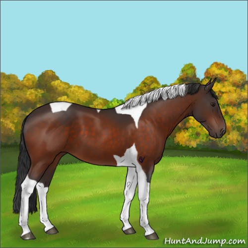 Horse Color:Brown Tobiano 