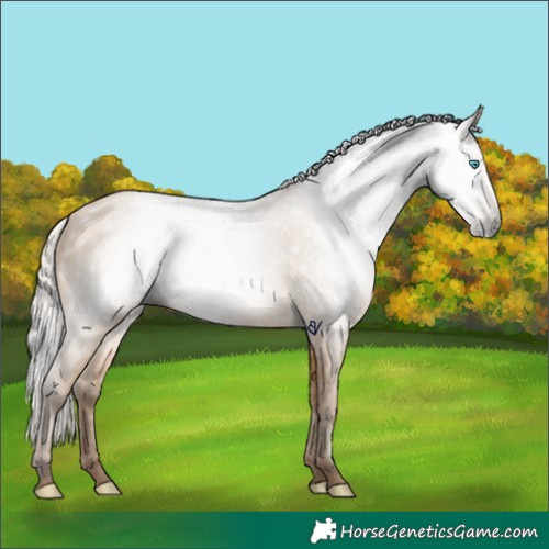 Horse Color:Gray Silver Buckskin Pearl 
