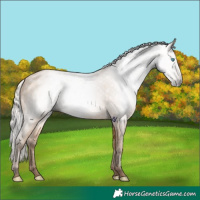 Horse Color:Gray Silver Buckskin Pearl 