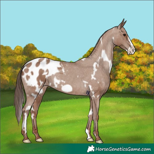 Horse Color:White Spotted Classic Champagne Frame Appaloosa 