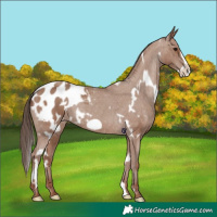 Horse Color:White Spotted Classic Champagne Frame Appaloosa 