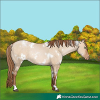 Horse Color:White Spotted Brown Pearl Dun Rabicano 