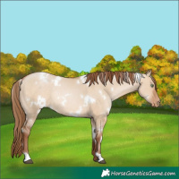 Horse Color:White Spotted Brown Pearl Dun Rabicano 