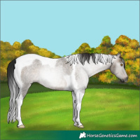 Horse Color:Gray Brown Roan Dun Tobiano Rabicano 