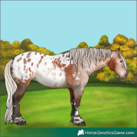 Horse Color:Gray White Spotted Silver Bay Appaloosa 