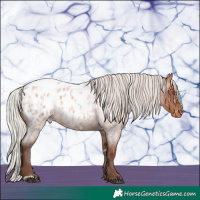 Horse Color:White Spotted Silver Bay Roan Appaloosa 