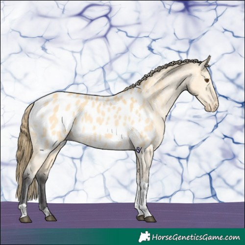 Horse Color:Buckskin Dun Tobiano Near Leopard 