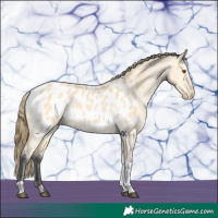 Horse Color:Buckskin Dun Tobiano Near Leopard 