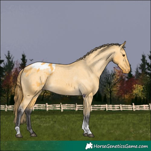 Horse Color:Buckskin Dun Tobiano Blanket 