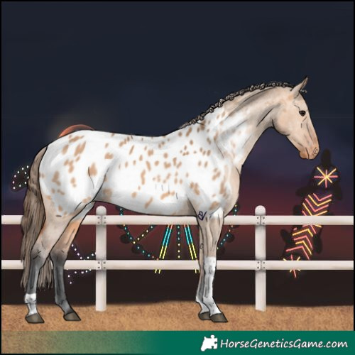 Horse Color:Bay Dun Tobiano Appaloosa 