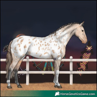 Horse Color:Bay Dun Tobiano Appaloosa 