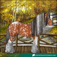 Horse Color:Bay Tobiano Snowflake Varnish