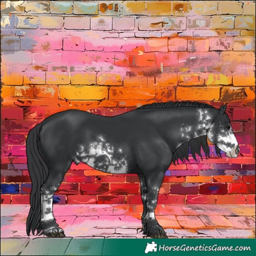 Horse Color:White Spotted Black 