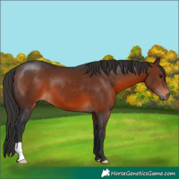 Horse Color:Brown 