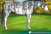Horse Color:Black Sabino 