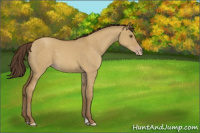 Horse Color:Classic Cream Champagne Dun 