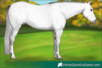 Horse Color:Gray Bay Roan Dun Sabino 