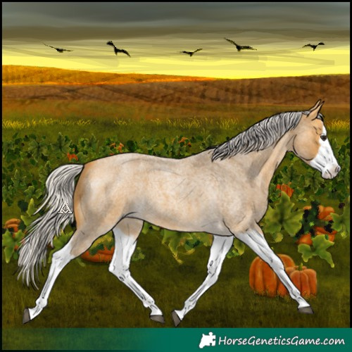 Horse Color:Silver Buckskin Roan Splash 