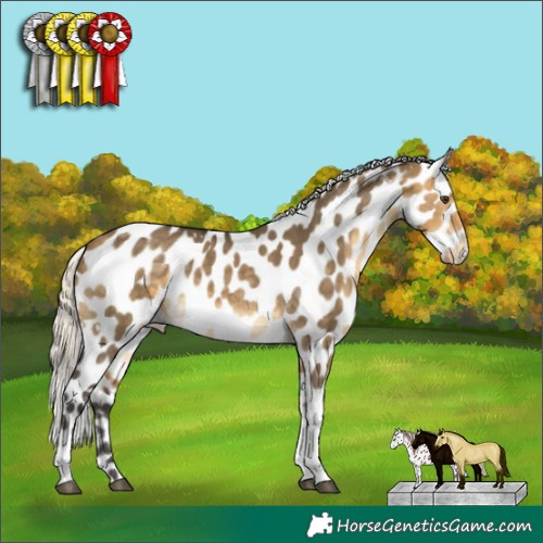 Horse Color:White Spotted Silver Buckskin Dun Tobiano Appaloosa Rabicano 
