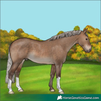 Horse Color:Silver Brown Dun