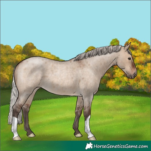 Horse Color:Silver Brown Roan Dun 