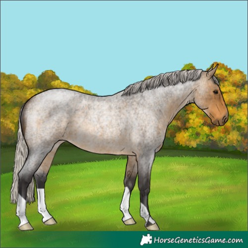 Horse Color:Silver Buckskin Roan 