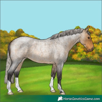 Horse Color:Silver Buckskin Roan