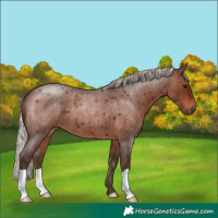 Horse Color:Silver Brown Roan 