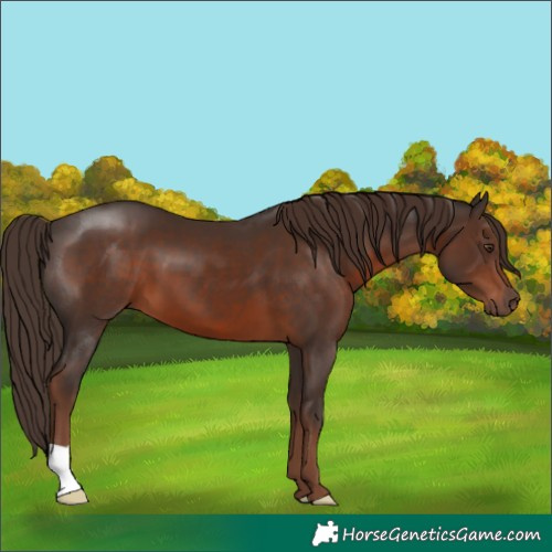 Horse Color:Liver Chestnut 