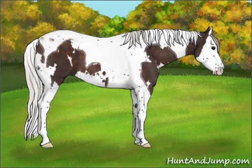Horse Color:White Spotted Silver Brown Splash Tobiano