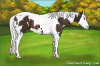 Horse Color:White Spotted Silver Brown Splash Tobiano 