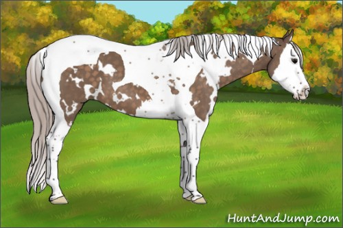 Horse Color:White Spotted Silver Brown Dun Splash Tobiano