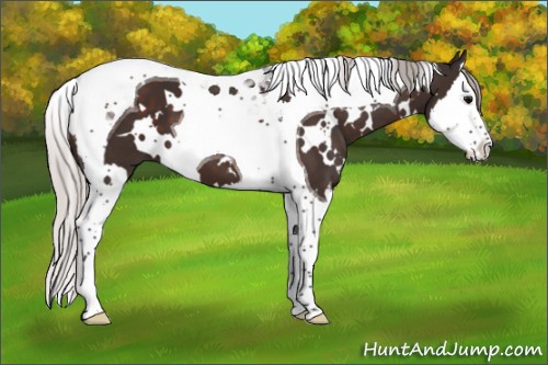 Horse Color:White Spotted Silver Brown Splash Tobiano