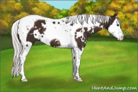Horse Color:White Spotted Silver Brown Splash Tobiano 