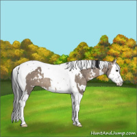Horse Color:White Spotted Brown Dun Splash Tobiano 