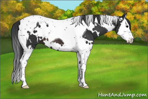 Horse Color:White Spotted Brown Splash Tobiano
