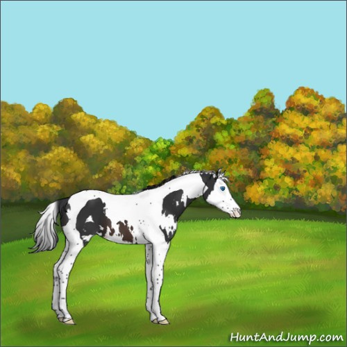 Horse Color:White Spotted Brown Splash Tobiano