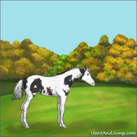 Horse Color:White Spotted Brown Splash Tobiano 