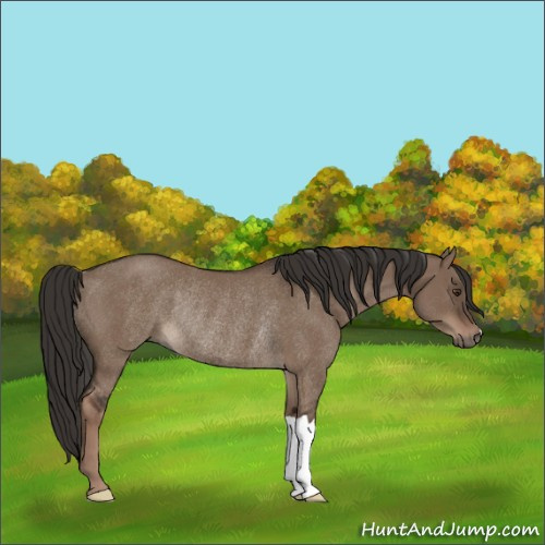 Horse Color:Liver Red Dun Rabicano