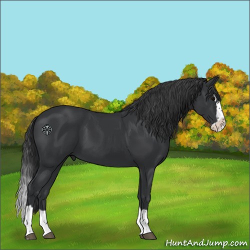 Horse Color:Black Splash 