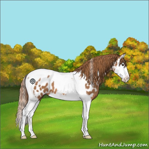 Horse Color:Chestnut Splash Tobiano Appaloosa 