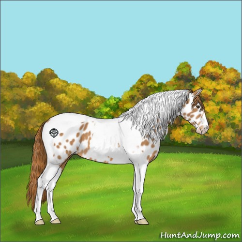 Horse Color:Chestnut Tobiano Appaloosa 