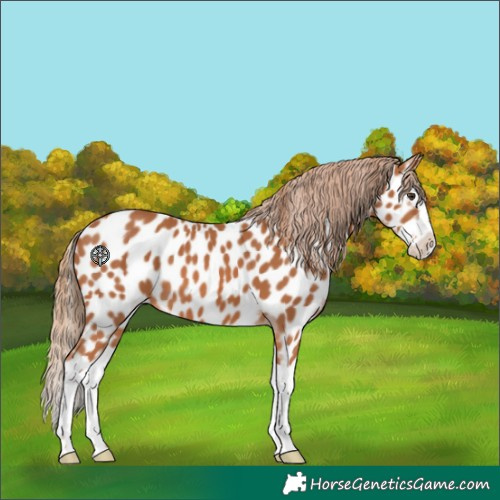 Horse Color:Chestnut Splash Appaloosa 