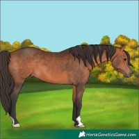 Horse Color:Bay 