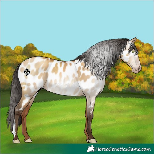 Horse Color:Gray Sable Champagne Dun Appaloosa 