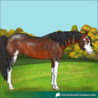 Horse Color:Brown Sabino