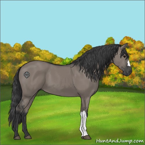 Horse Color:Grullo 