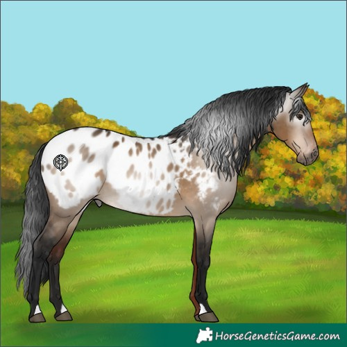Horse Color:Gray Brown Dun Appaloosa 